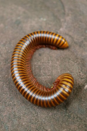 Photo for Closeup of a Millipede Curling on the Ground - Royalty Free Image