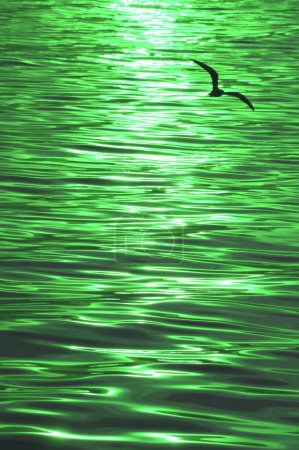 Photo for Pop art style gradient green colored reflection of the sun ray sparkling on sea surface with a silhouette of flying seagull - Royalty Free Image