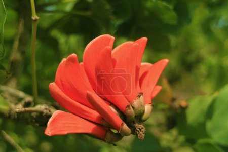 Vivid Orange Red Flower of Coast Coral Tree on Easter Island of Chile, South America