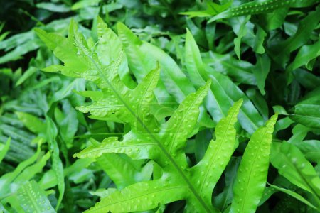 Foto de Superficie superior de Laua 'e Ferns o Microsorum Scolopendria de hoja verde vibrante - Imagen libre de derechos