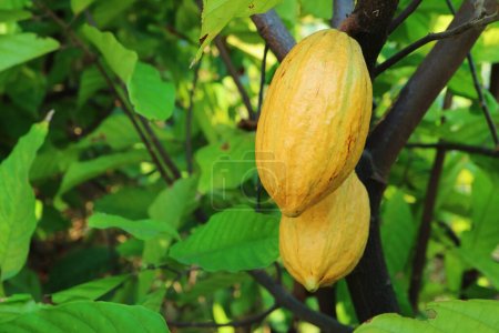 Gros plan d'une paire de fruits de Cacao appelés gousses de Cacao mûrissant sur leur arbre