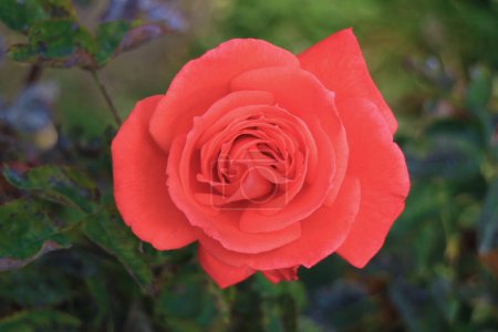 Gros plan d'une magnifique rose rouge en fleurs dans le jardin