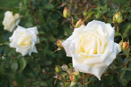 Superbes roses blanches au soleil d'El Calafate Town, Patagonie, Argentine, Amérique du Sud