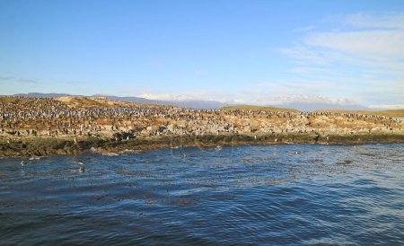 Grand troupeau de Cormorans sur l'île des Oiseaux ou Isla de Pajaros, Beagle Channel, Ushuaia, Argentine, Amérique du Sud