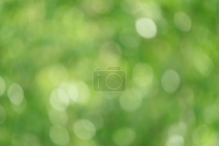 Photo for Abstract blurred green foliage bokeh in the sunlight for background and wallpaper - Royalty Free Image