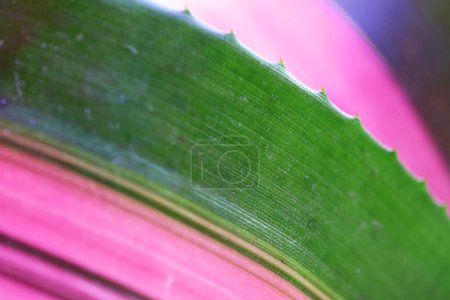 Closeup of Spiny Variegated Leaf of Bromeliad Neoregelia Wolfgang Plant