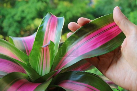 Closeup of Vibrant Color Exotic Bromeliad Neoregelia Wolfgang Plant