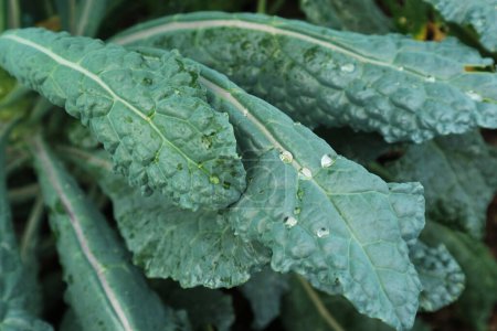 Closeup of Growth Dark Green Dinosaur Kale with Water Droplets on the Leaves
