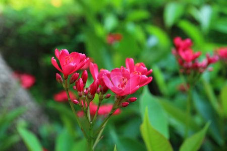 Bunch of Stunning Vibrant Red Peregrina Flowers, Originaire de Cuba et Hispaniola