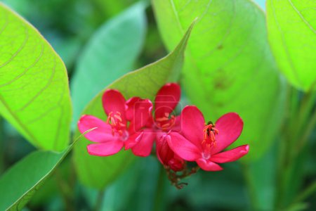 Photo for Closeup of Eye Catching Vibrant Red Spicy Jatropha Flowers, Native to Cuba and Hispaniola - Royalty Free Image