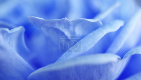 Closeup of amazing blooming rose in light blue color