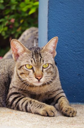 Schöne braune Tabby-Katze entspannt im Hinterhof