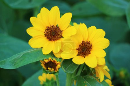 Pair of Eye-catching Vibrant Yellow Sunflowers Blooming in the Garden