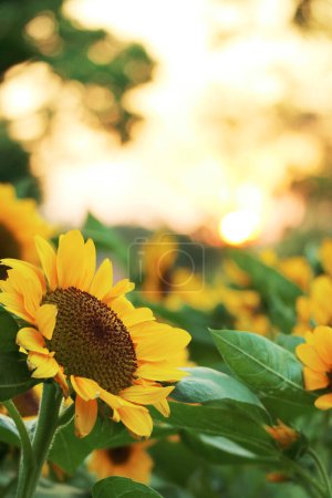 Primer plano de un hermoso girasol floreciendo a la luz del sol