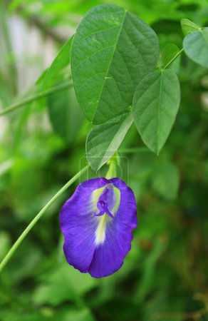 Closeup a Vibrant Color Butterfly Pea or Aparajita Flower Blooming on Its Tree