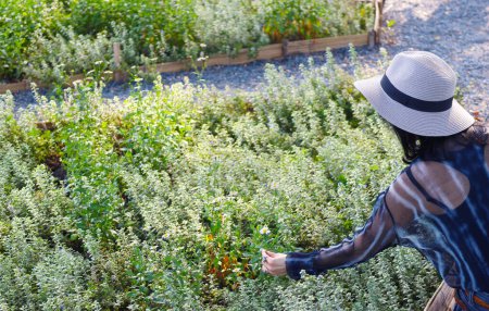 Frau mit breitem Hut berührt eine blühende Gänseblümchen im Garten sanft