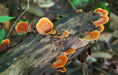 Grupo de hongos silvestres Pycnoporus Sanguineus creciendo en un tronco deteriorado