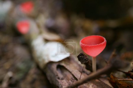 Gros plan d'un champignon de la Coupe Rouge qui pousse sur un tronc en décomposition