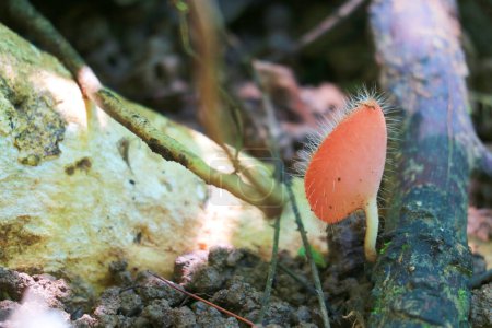 Closeup of a Tiny Bristly Tropical Cup Mushroom Growing on a Decayed log
