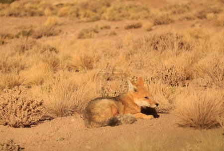 Liebenswertes Andenfuchs-Sonnenbad im Ichu-Grasfeld der Atacama-Wüste, Los Flamencos National Reserve, Nordchile, Südamerika