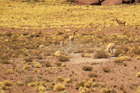 Herde wilder Vicunas weidet auf dem Ichu-Grasfeld des Los Flamencos Nationalparks in der Region Antofagasta in Nordchile, Südamerika