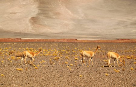 Trois Vicunas sauvages broutant sur la réserve nationale du désert aride de Los Flamencos dans le nord du Chili, en Amérique du Sud