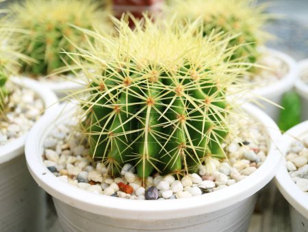 Gros plan de plantes de cactus à fût d'or en pot