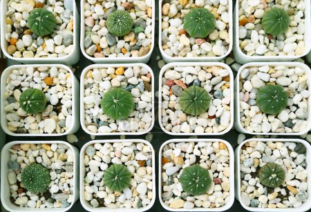 Rows of Adorable Tiny Potted Sand Dollar Cactus Plants or Astrophytum Asterias