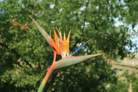 Primer plano de un hermoso pájaro en flor del paraíso o Strelitzia Reginae