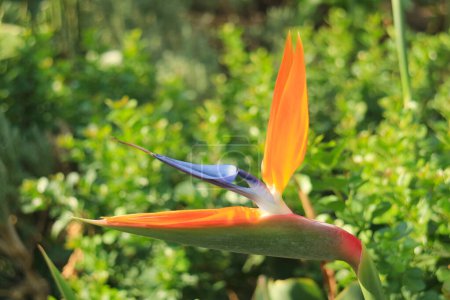 Detalle de Pájaro Floreciente del Paraíso Flor o Strelitzia Reginae