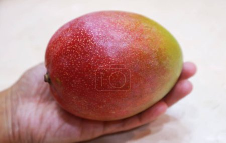 Vibrante fruta de mango madura fresca roja y verde en la mano, Chile, América del Sur