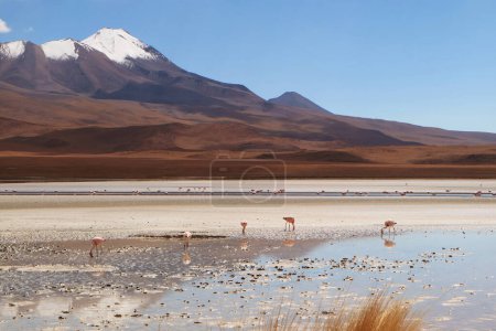 Colonie de Flamants roses pâturant à Laguna Hedionda, le lac salé dans l'Altiplano bolivien avec montagne enneigée en toile de fond, Bolivie, Amérique du Sud
