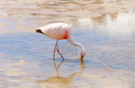 Pink Flamingo Grazing in the Shallow Saline Water of Laguna Hedionda Lake in Bolivian Altiplano, Potosi, Bolivia, South America