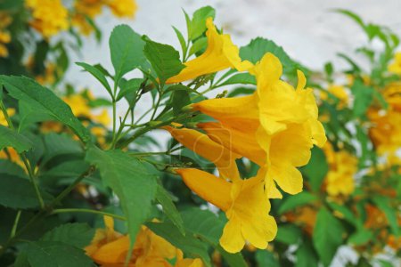 Closeup of a Bunch of Vibrant Yellow Trumpetbush Flowers Blooming on the Tree