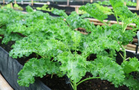 Großaufnahme von Curly Kales in Reihen, die im Gewächshaus wachsen