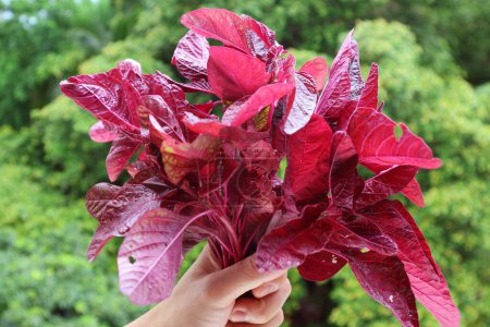 Vibrant Color Fresh Red Spinach in Hand with Blurry Green Foliage in the Backdrop