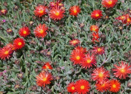 Rote Blüten von Lampranthus-Sukkulenten auf der Insel Delos, Mykonos, Griechenland