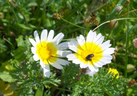Pair of Little Bugs on a Beautiful Crown Daisy Flower, Delos Island, Mykonos, Greece