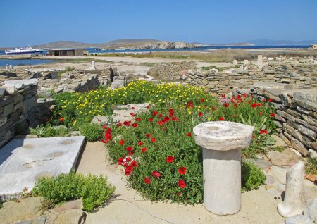 Champ de pavot sauvage en fleurs parmi les ruines antiques de l'île de Delos, site du patrimoine mondial de l'UNESCO, Mykonos, Grèce