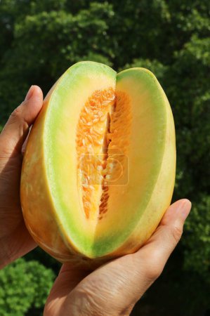 Hand halten Schnitt frische reife thailändische Melone mit verschwommenem grünen Laub im Hintergrund