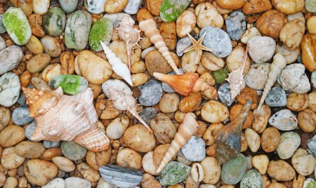 Varios tamaños de pequeñas conchas marinas en piedra de guijarros para el concepto de vacaciones en la playa