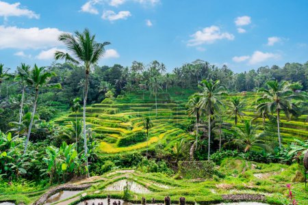 Téléchargez les photos : Tegalalang belle terrasse de riz vert à Bali, Indonésie - en image libre de droit