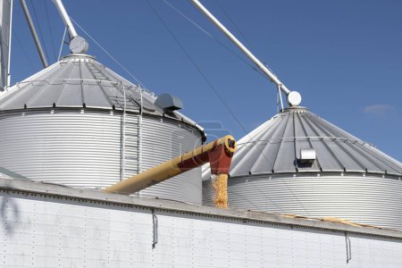 Cargando maíz en un camión. Después de la cosecha, el maíz de los contenedores de grano se carga en un camión y se envía para el procesamiento de alimentos o etanol.