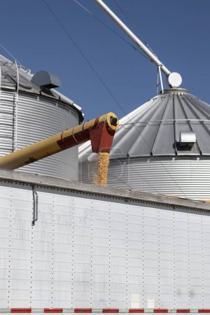 Cargando maíz en un camión. Después de la cosecha, el maíz de los contenedores de grano se carga en un camión y se envía para el procesamiento de alimentos o etanol.
