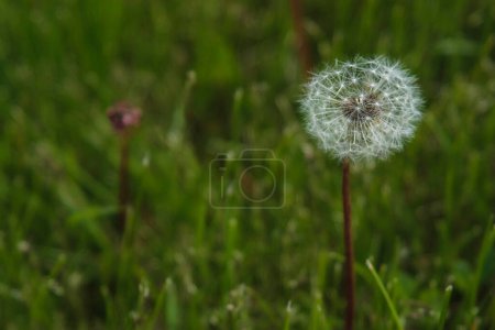Photo for One flimsy and fluffy white dandelion in a garden - Royalty Free Image