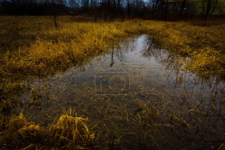 Téléchargez les photos : Vue d'un marais avec gazon brun séché et fossés d'eau stagnante - en image libre de droit
