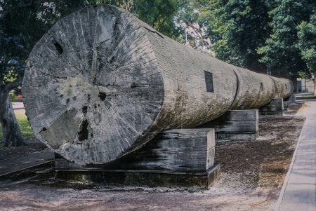 Foto de El tronco gigante de Karri, eliminado en 2001 debido a la putrefacción interna, fue una parte icónica y memorable del Kings Park en Perth, Australia. - Imagen libre de derechos