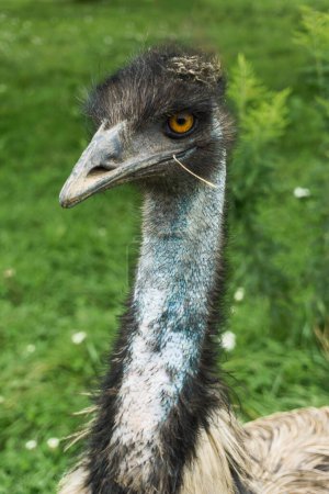 Schuss eines Emu in einem Zoo in Kanada. Emus sind flugunfähige Vögel aus der Gruppe der Laufvögel. 