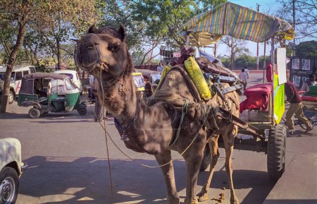 Téléchargez les photos : 04 juin 2008, Agra, Inde - Chariot à chameaux en attente dans un parking. Camel chariot est l'un des moyens de transport dans la région. - en image libre de droit