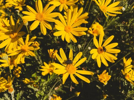 Téléchargez les photos : Prairie de fleurs jaunes de marguerite en fleurs pour égayer la journée. - en image libre de droit